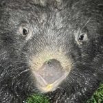 alb_wombat
